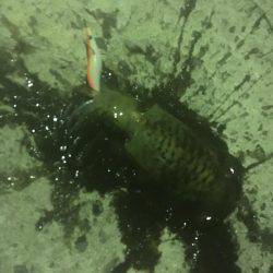 春イカ釣れました