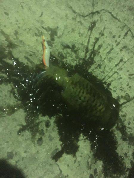 春イカ釣れました