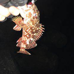 ガシラばっかり