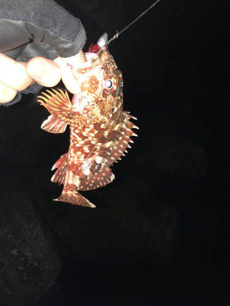 ガシラばっかり