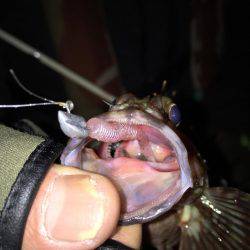 ボウズ逃れの癒しのガシラ