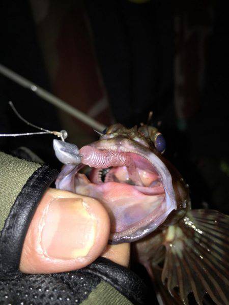 ボウズ逃れの癒しのガシラ