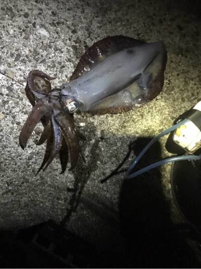 久しぶりのアオリ