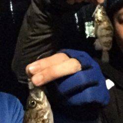 アジングセミナーからのメバリング