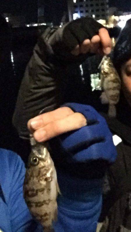 アジングセミナーからのメバリング