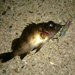 赤潮、プラッキング