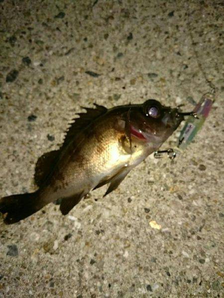 赤潮、プラッキング