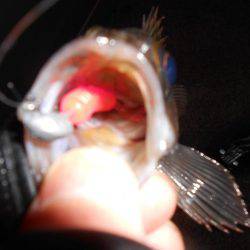 強風下のメバリング