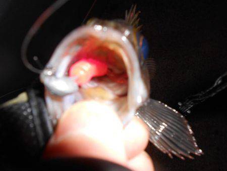 強風下のメバリング