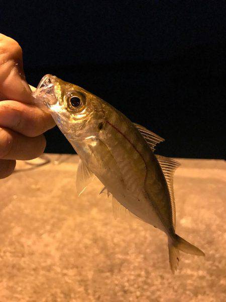 プラグで良型アジGet!!バリ気持ち良かっ…