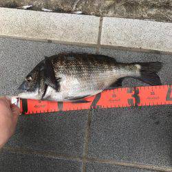 闘魂チヌ ナイスファイト！