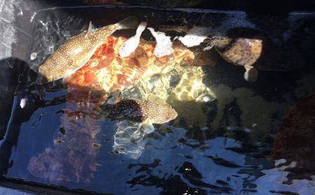 豊浜港 出船のフグ釣り