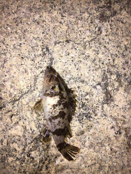 風裏を求めて…