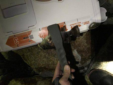 秋のイカポイント