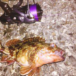 泉南メバリング