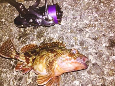 泉南メバリング