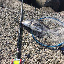 南紀遠征＆投げ練で良型チヌ