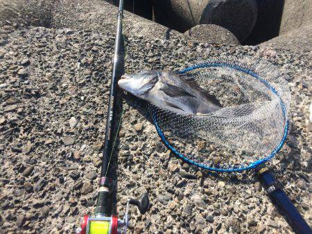 南紀遠征＆投げ練で良型チヌ