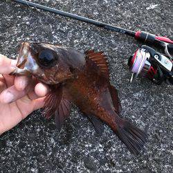 最高にヒキました。ギリギリ尺メバルいかないサイズ。