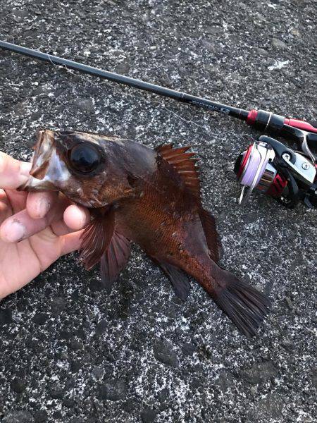 最高にヒキました。ギリギリ尺メバルいかないサイズ。