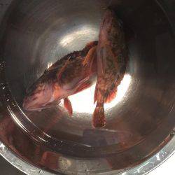 サビキと穴釣り