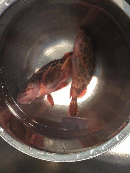 サビキと穴釣り