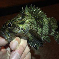 ある意味、五目釣り（笑）