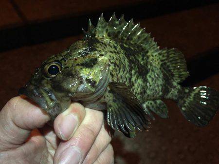 ある意味、五目釣り（笑）