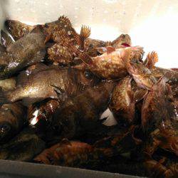 ロックフィッシュショート便