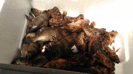 ロックフィッシュショート便