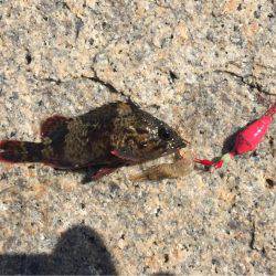 穴釣りでロック！