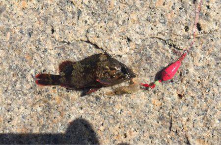 穴釣りでロック！