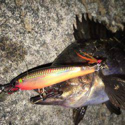 小メバルに良い様に遊ばれました(笑)