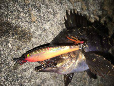 小メバルに良い様に遊ばれました(笑)