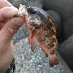 バイブレーションアジング☆