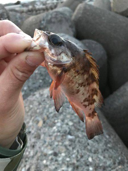 バイブレーションアジング☆