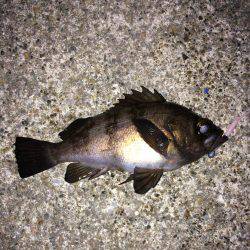 メバリング・ガシリング