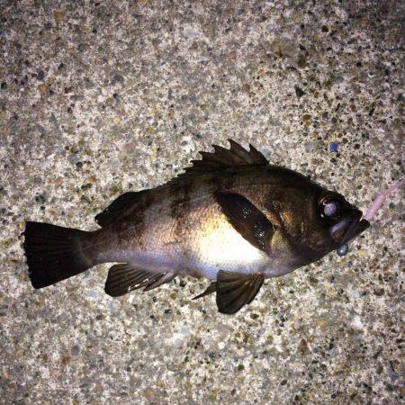 メバリング・ガシリング