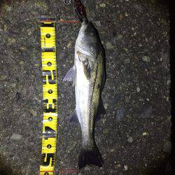 今期初シーバス!