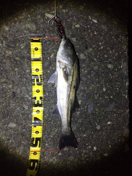 今期初シーバス!