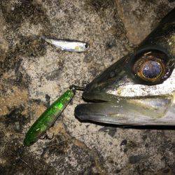 プラッキングオンリーで頑張るつもりが……