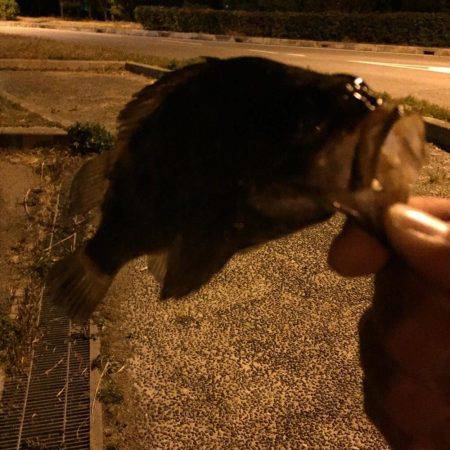 メバリンググー