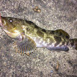 ポン級アイナメ