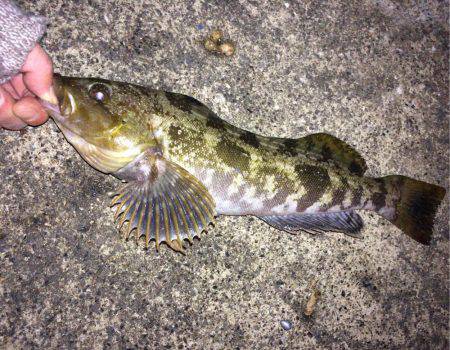 ポン級アイナメ