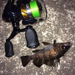 メバリング・ガシリング