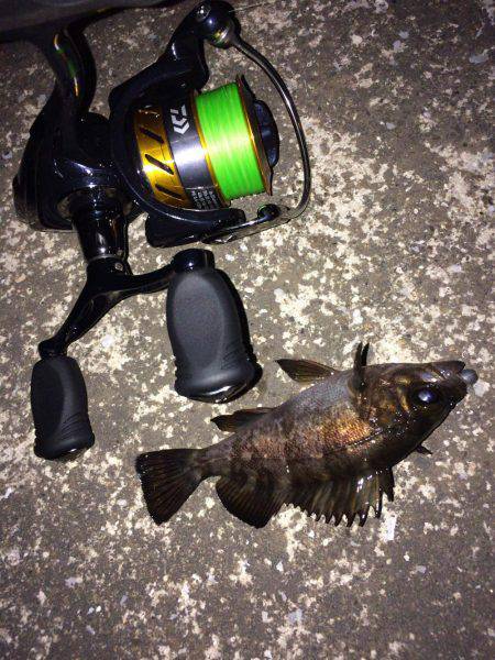 メバリング・ガシリング