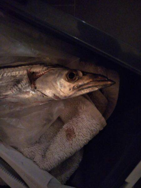 タチウオテンヤ