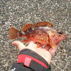 貧果の投げ釣り