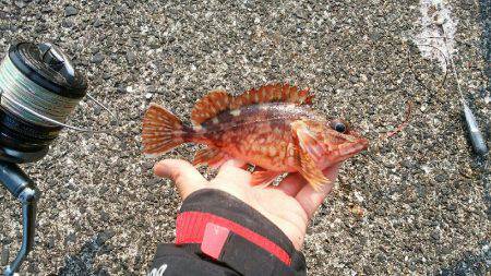 貧果の投げ釣り