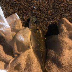 南蛮漬けが食べたい